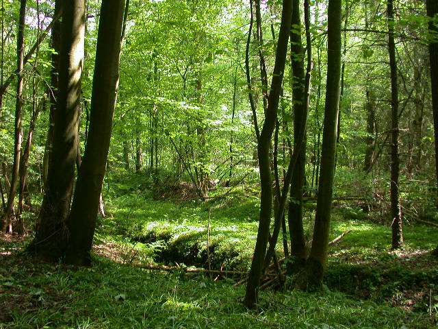 Uscita domenicale...